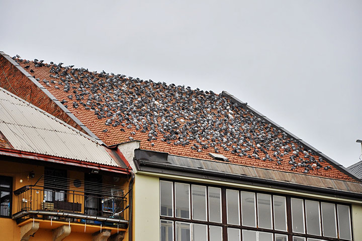 A2B Pest Control are able to install spikes to deter birds from roofs in Ilkley. 