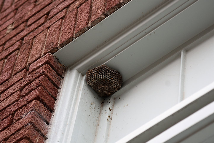We provide a wasp nest removal service for domestic and commercial properties in Ilkley.